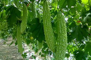 三脸吃瓜,揭秘娱乐圈背后的八卦风云 第2张 三脸吃瓜,揭秘娱乐圈背后的八卦风云 第2张